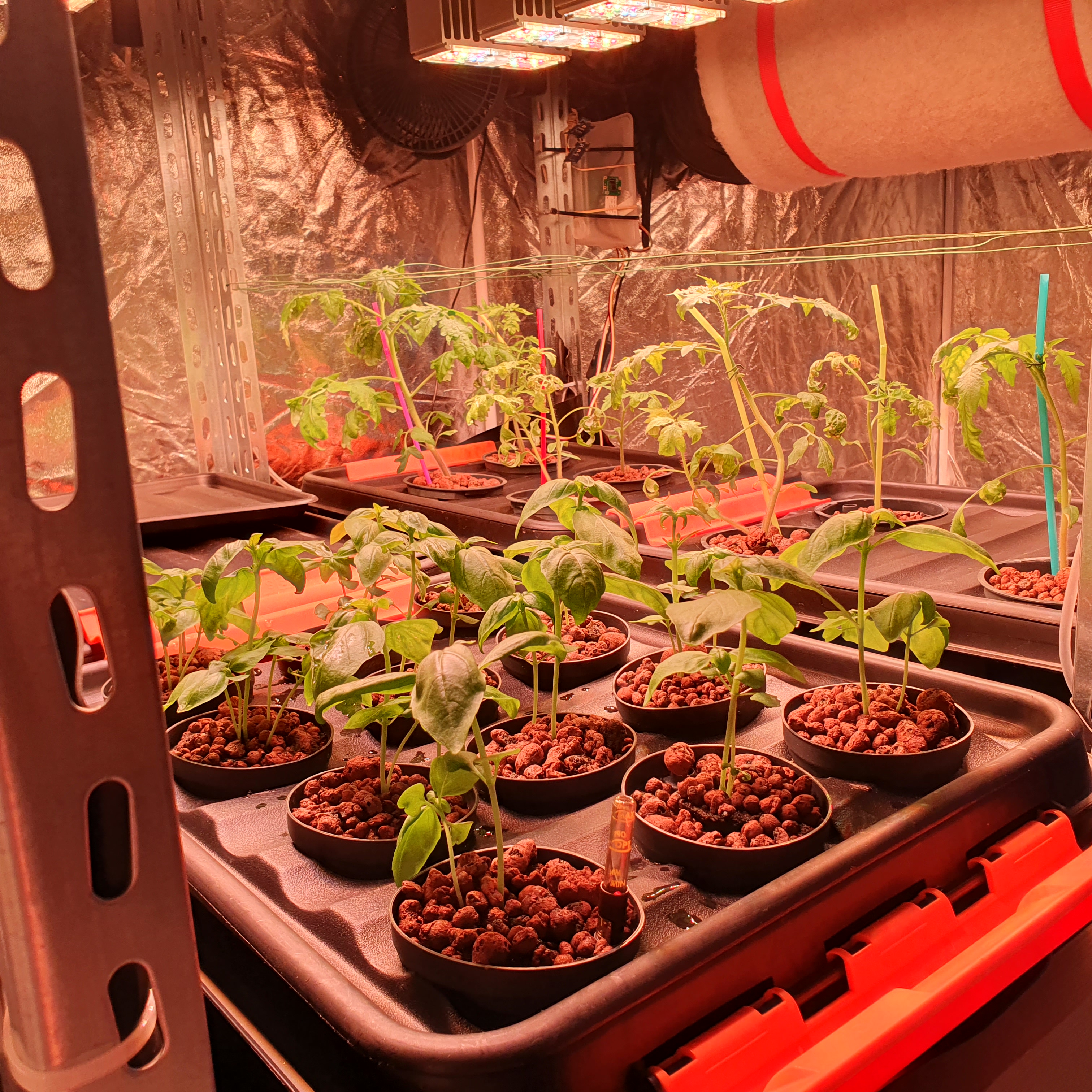 Hydroponics System — basil and tomato setup