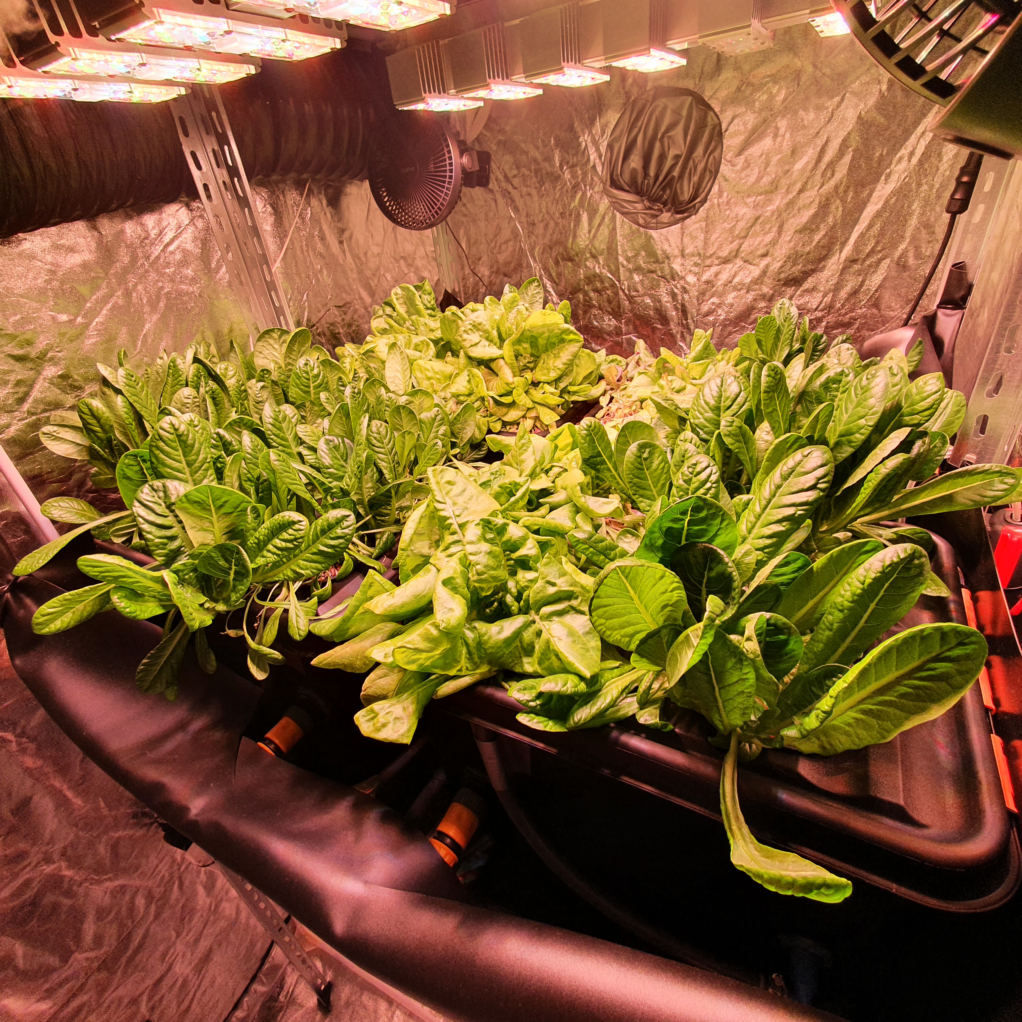 Hydroponics System — lettuce setup